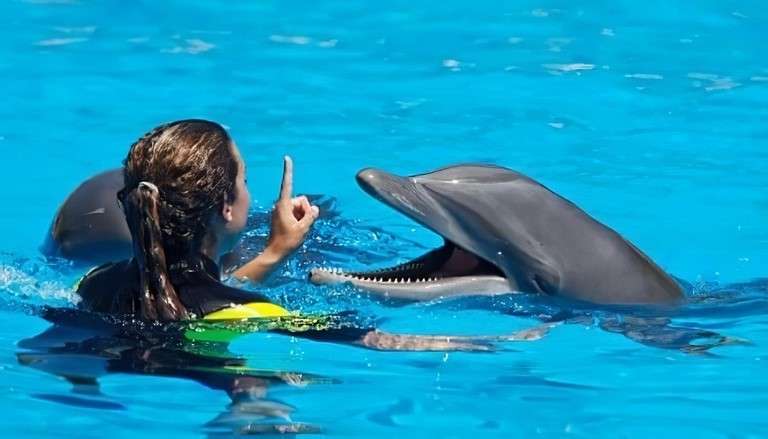 Swimming with dolphins in cancun