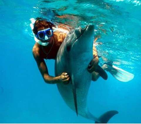 Nagez avec les dauphins a cancun au mexique